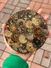 Amonit Disk