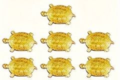 Şanslı Minik Para Kaplumbağası